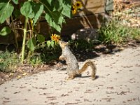 0402  Blumenkuss mitten in Boulder