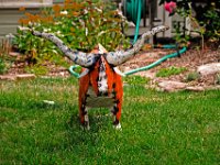 gardenbull  der Garten Bulle