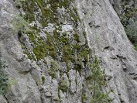 usaco0603  Kletterer überall