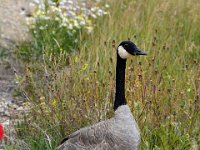 glake073  Kanadische Wildgans