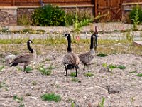 glake088  Kanadische Wildgänse