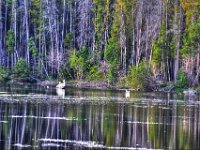 glake102 tonemapped  Pelikane stark gezoomt