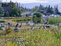 glake114  Gartenbesetzer