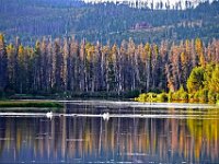 glake115  Pelikane am See