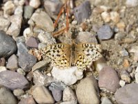 usaynp0096  am Jenny Lake