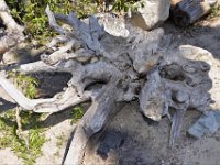 usaynp0098  am Jenny Lake