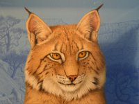 usaynp0209  gemalter Luchs