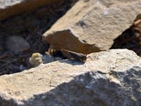 usaynp0221  am Hidden Fall Trail