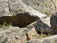 usaynp0233  man sieht sie öfters