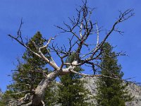 usaynp0260  bizarrer Baum