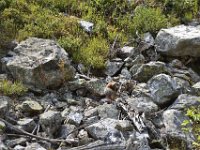 usaynp0290  ein Murmeltier