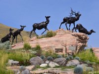 usaynp0314  die Elche beim Naturmuseum