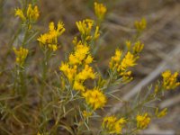 usaco0789  eine blühende Wüstenpflanze