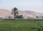 memnon 09 : Egypt, Hatschepsut, Luxor, Memnon