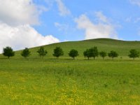 DSC 2672  Baumreihe im Mostviertel