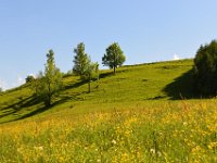 DSC 3176  blühende Wiesen