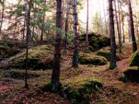 DSC0025 tonemapped  im Waldviertel