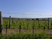 esterhazy17  Weingärten im Burgenland