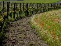esterhazy18  Weingärten im Burgenland