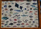 grand makadi 58  Die Fische der Red Sea : Egypt, Makadi Bay, Hurgharda, Grand Makadi