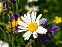 2641  Margerite (Chrysanthemum leucanthemum)