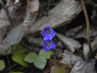 Leberblümchen  Leberblümchen ( Hepaticanobilis)