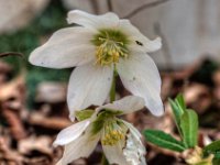Schneerose  Christrose (Helleborus niger)