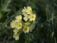 DSC2366  das Himmelschlüssel