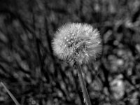 DSC2531bl