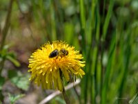 DSC2741  Lösenzahn (Taraxacum officinale)