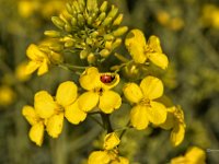DSC2763  Raps (Brassica napus L.)