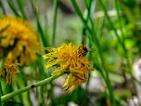 loewenzahn  Lösenzahn (Taraxacum officinale)