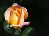  DSC1718