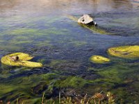 usaynp494  die Algen mögen es