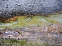 usaynp542  Mikroorganismen