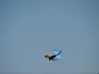 Modell Airshow250911292 : Modellflugshow, Gresten, Niederoesterreich, Mostflugtage
