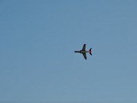 Modell Airshow250911397 : Modellflugshow, Gresten, Niederoesterreich, Mostflugtage