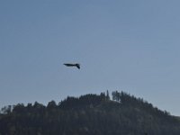 Modell Airshow250911443 : Modellflugshow, Gresten, Niederoesterreich, Mostflugtage