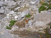 usaynp096  rote Libelle