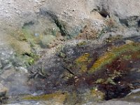 usaynp099  Milroorganismen