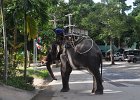 namnuang22  Mahut mit seinem Elefanten : Thailand, Koh Samui, Namnung
