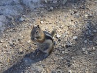 rmnp041  das Streifenhörnchen