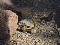 rmnp059  das kleine Squirl sehr schnell