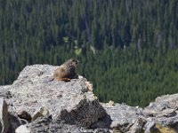 rmnp156  ein Murmeltier