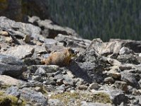 rmnp176  beim Winternestbau
