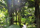 singapur0193  Urwaldfeeling im Zoo von Singapur