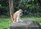 singapur0212  da muss ich kosten..(Patas Monkey))