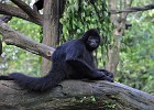 singapur0216  bin ich im Bild? Black Colobos : Tierfoto, Reisefoto, Fotodokumentation, Singapur Zoo, Affe
