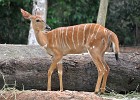 singapur0232  Nyala Antilope : Tierfoto. Reisefoto, Fotodokumentation, Singapur Zoo.