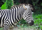 singapur0238  schön gezeichnet : Tierfoto. Reisefoto, Fotodokumentation, Singapur Zoo. Zebra